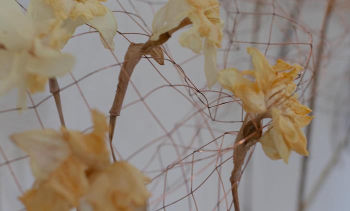 Daffodil installation using chicken wire